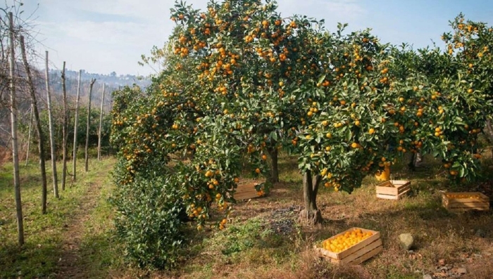 Плантации мандарин в абхазии