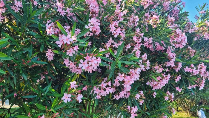 Растения абхазии