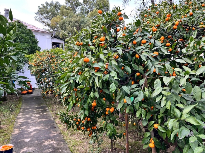 Гагры мандариновые плантации