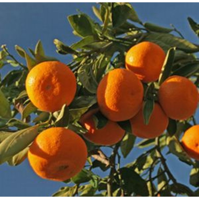 Мандарин танжерин