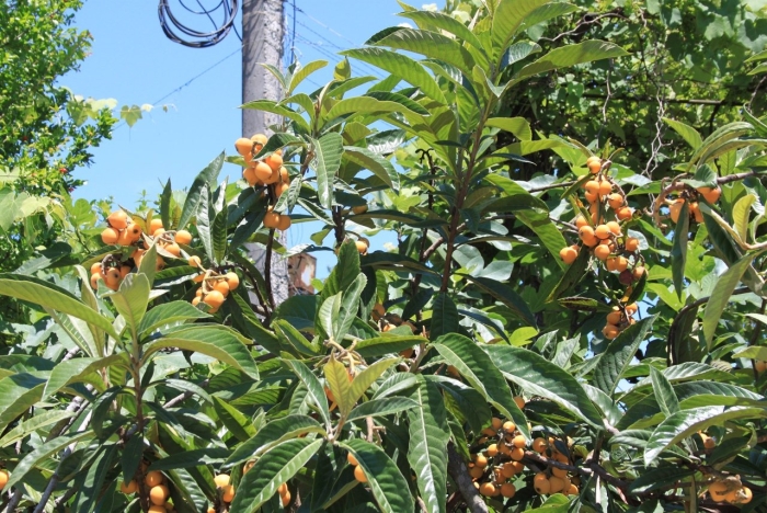 Мушмула в абхазии