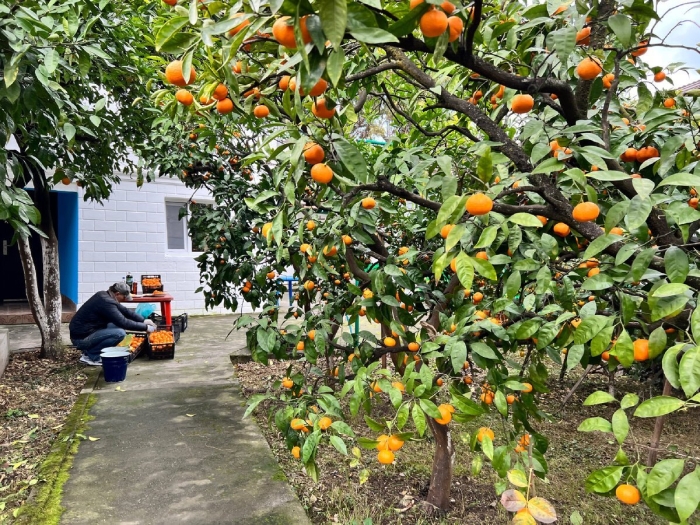 Мандариновые сады в абхазии