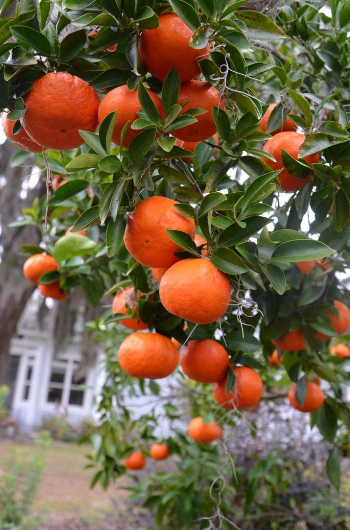 Мандарин танжерин зеленый