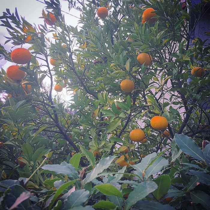 Мандарин уншиу дерево