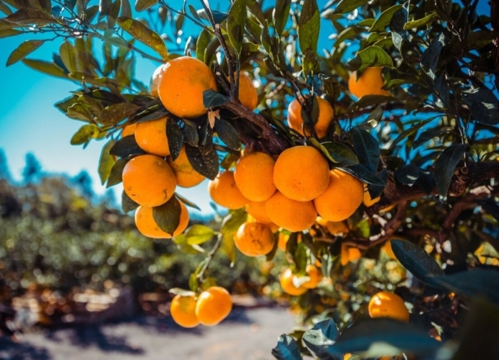 Апельсиновое дерево