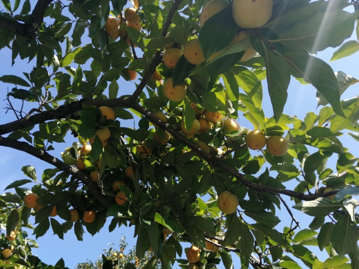 Слива желтая