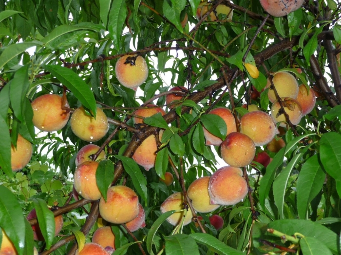 Персиковые сады