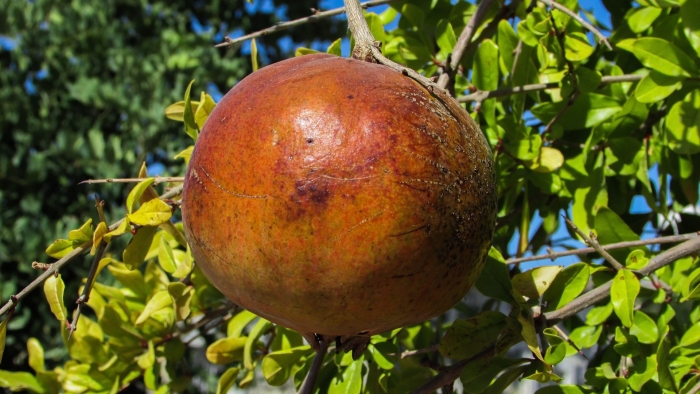 Фрукты абхазии