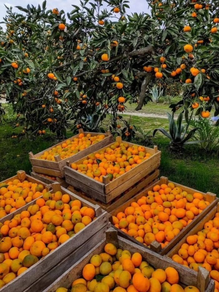 Мандариновый рай абхазия