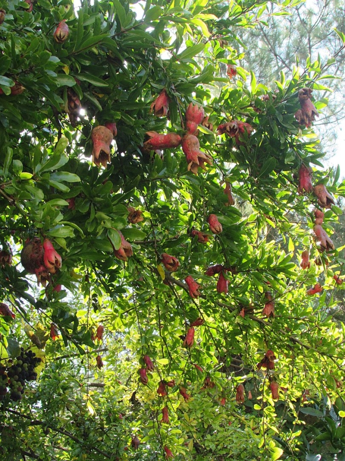 Гранат в абхазии