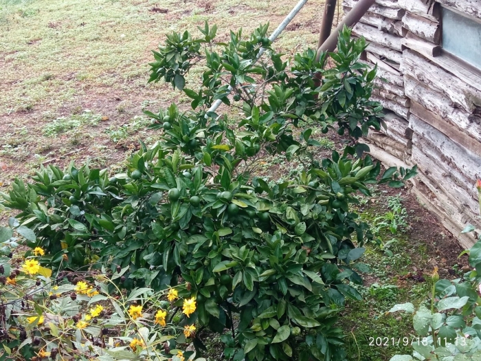 Фейхоа абхазия