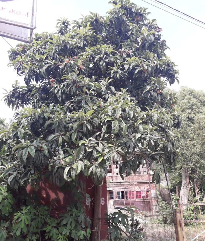 Мушмула дерево в абхазии