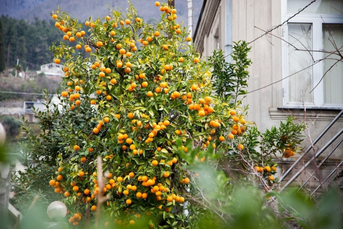 Мандариновые сады в абхазии