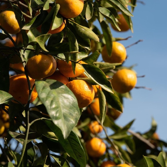 Мандарины в абхазии