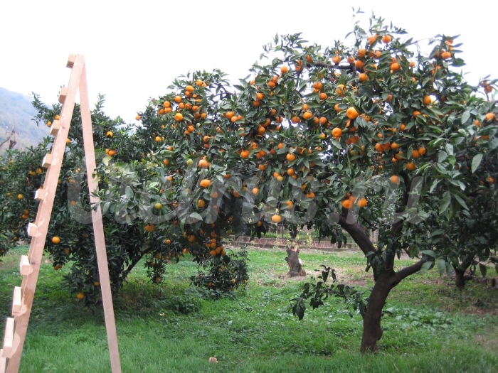 Хурма на дереве абхазия