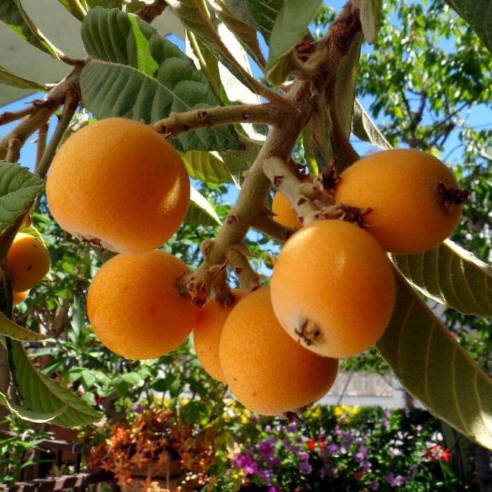 Мушмула азгиль