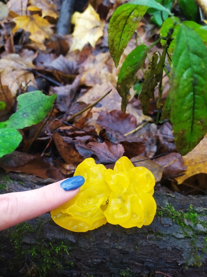 Дрожалка оранжевая tremella mesenterica