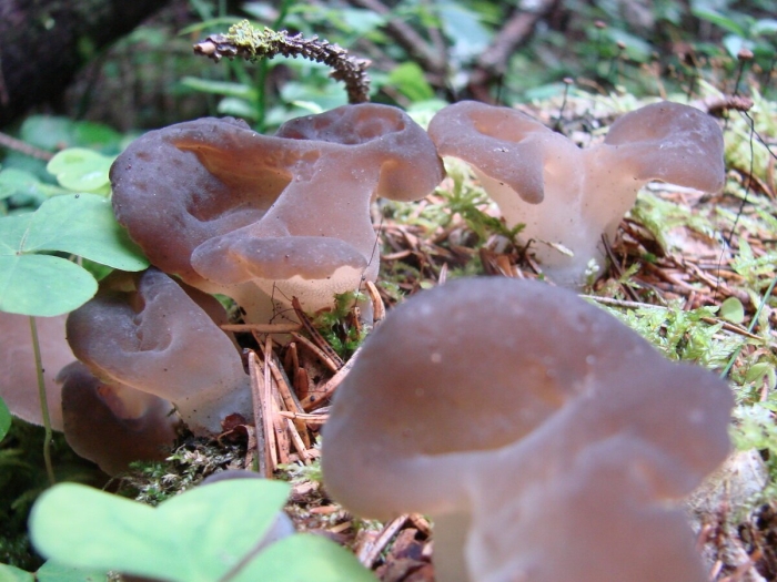 Грибы ежовик студенистый