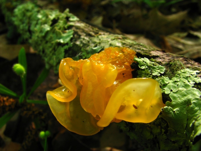 Дрожалка оранжевая tremella mesenterica