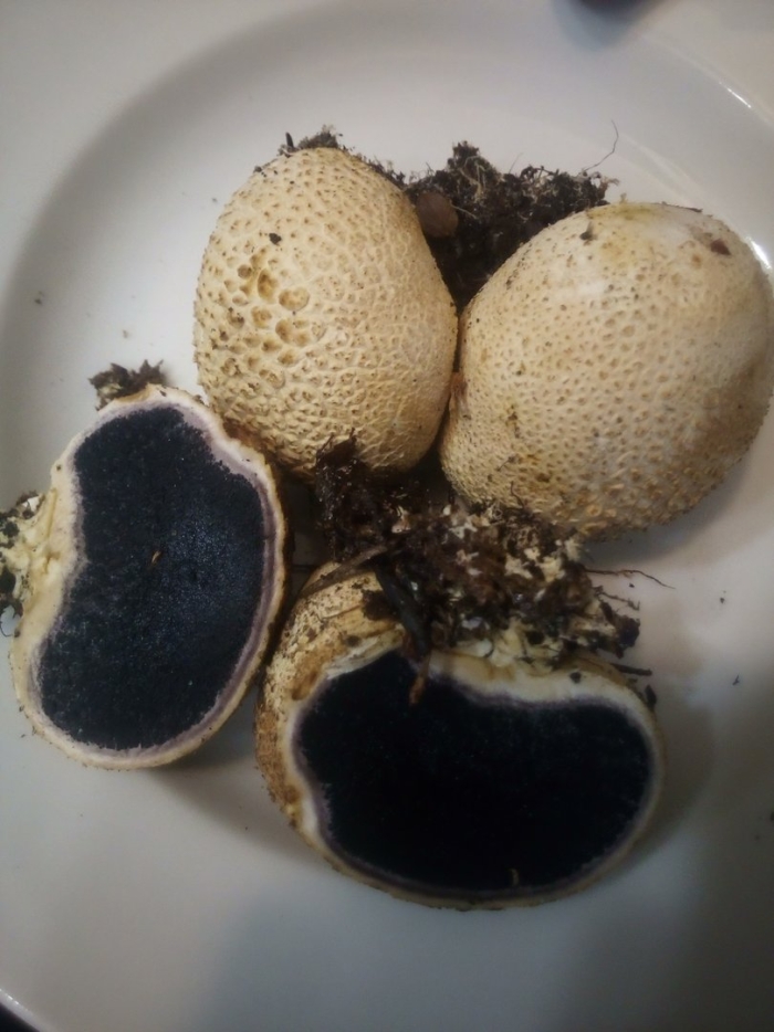 Ложнодождевик бородавчатый