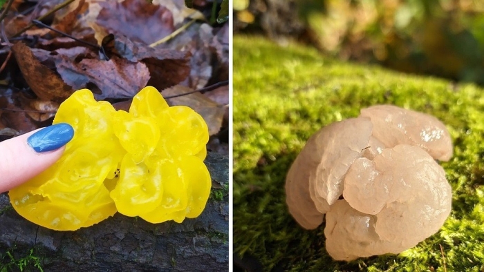 Дрожалка оранжевая гриб