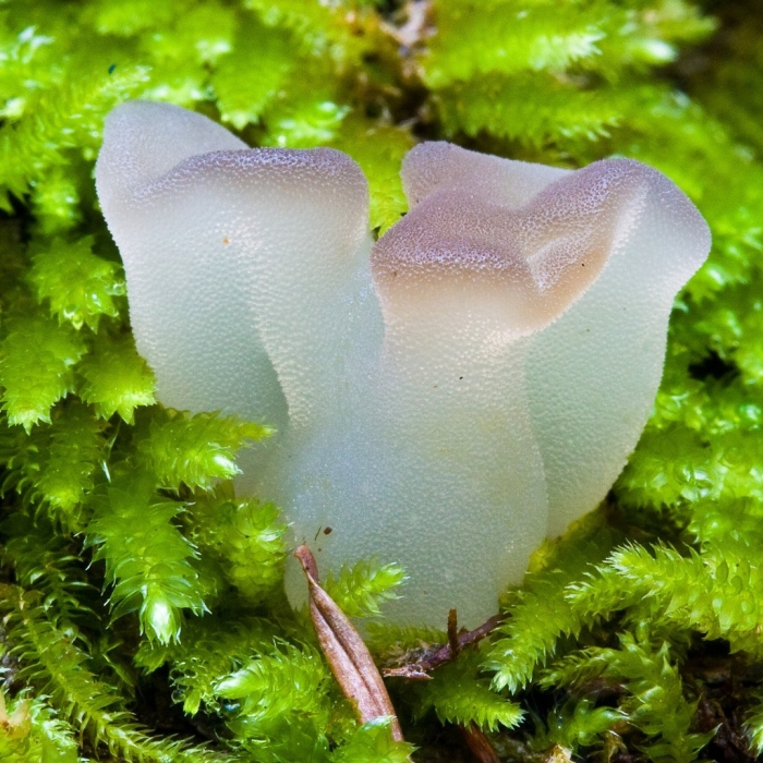 Pseudohydnum gelatinosum