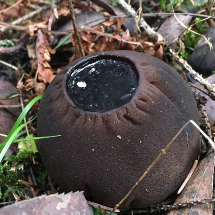 Саркосома шаровидная sarcosoma globosum