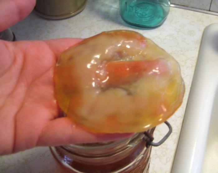 Чайный гриб комбуча