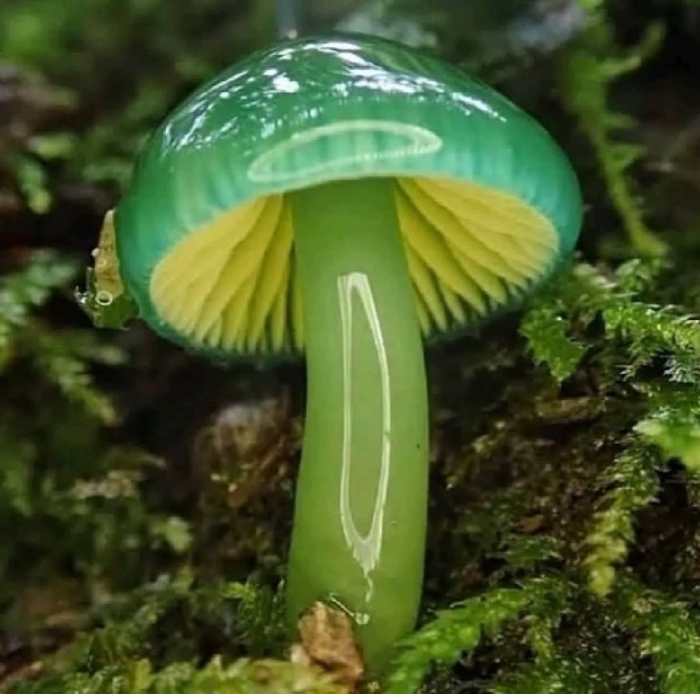 Гигроцибе пёстрая гриб