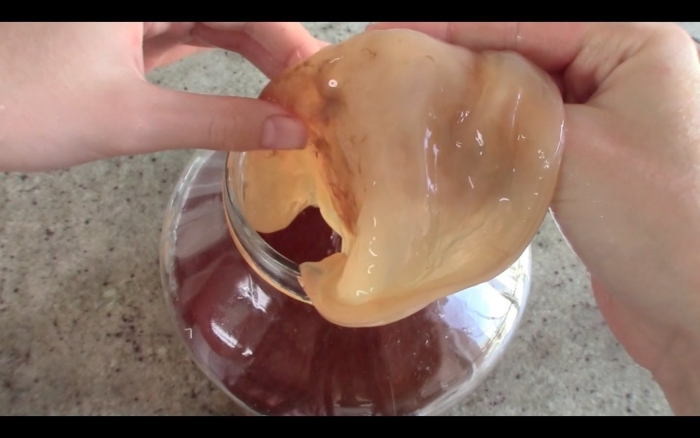 Чайный гриб