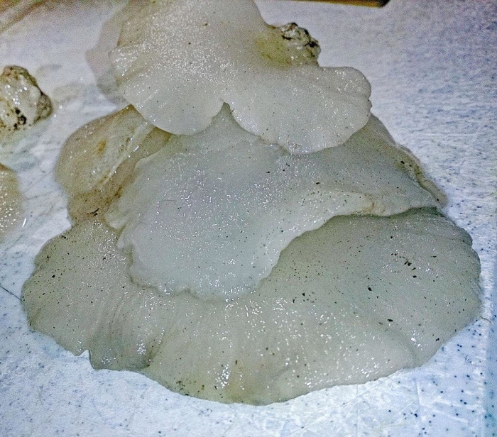 Гриб ложноежовик студенистый