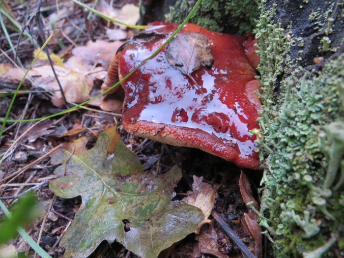 Трутовик печеночник гриб