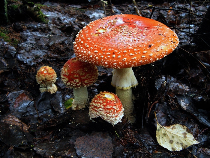 Мухомор красный