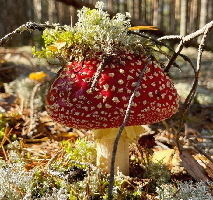 Королевский мухомор