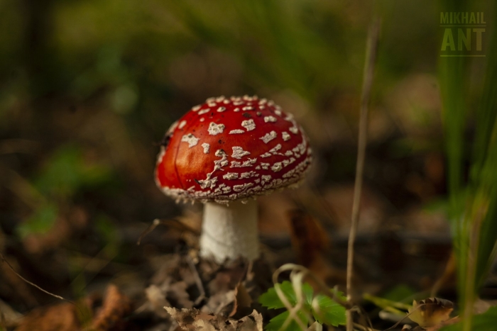 Мухомор красный