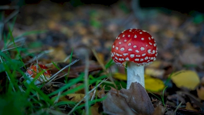 Мухомор amanita muscaria