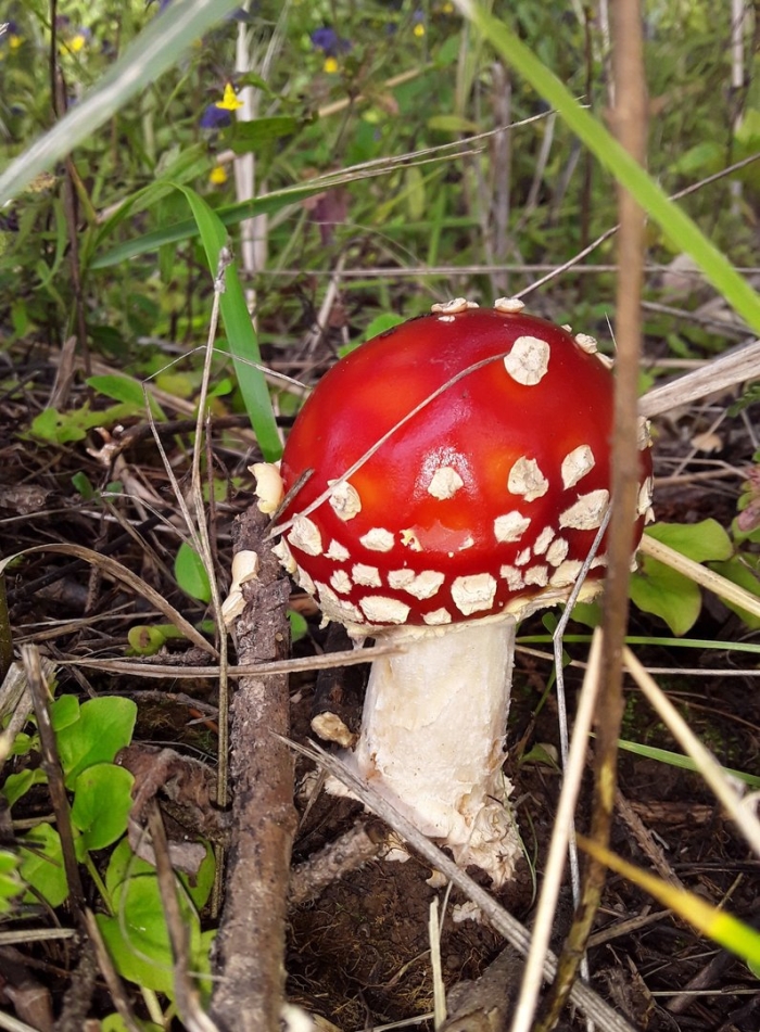 Грибы поганки мухоморы