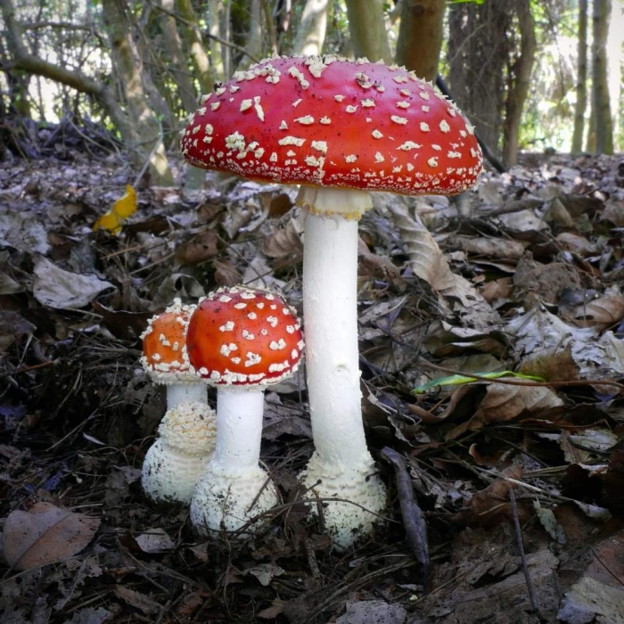Мухомор в лесу