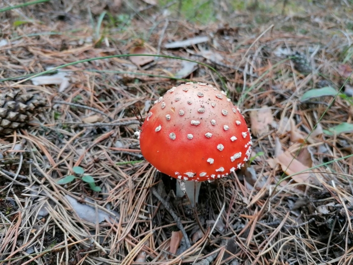 Ред микро красный мухомор