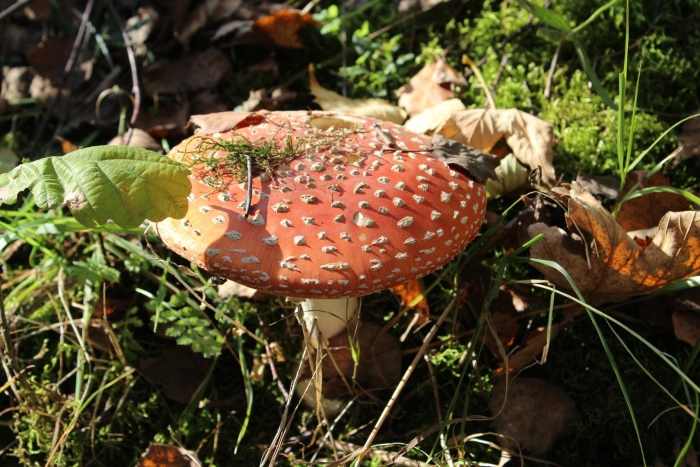 Agaricus muscarius — красный мухомор