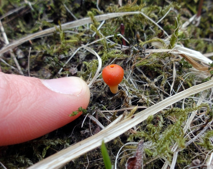 Гриб микростома