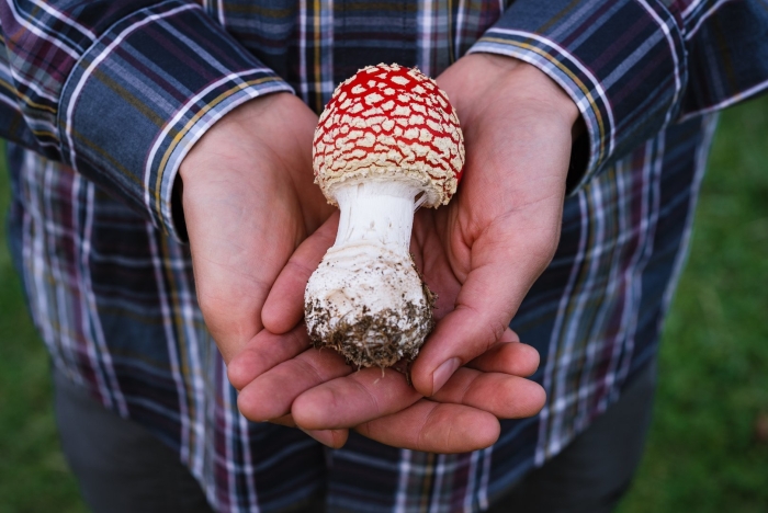 Пантерный мухомор микродозинг