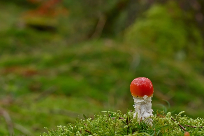 Красный мухомор сыроежка