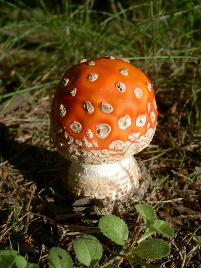 Гриб мухомор