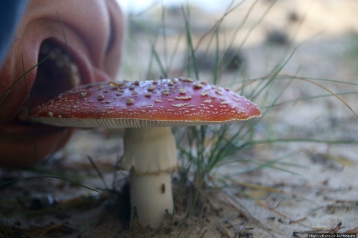 Мухомор красный гриб