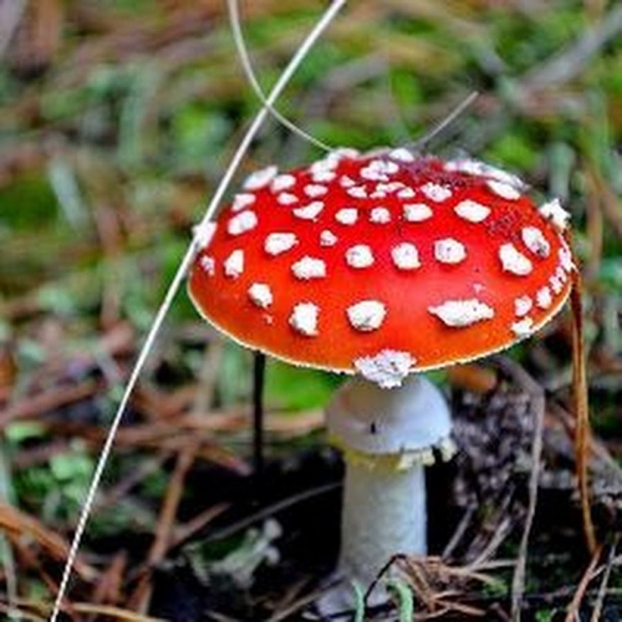 Мухомор весенний (amanita verna)