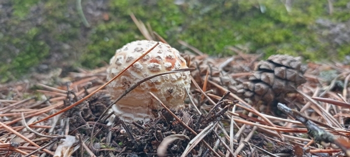 Гриб-зонтик краснеющий macrolepiota rhacodes