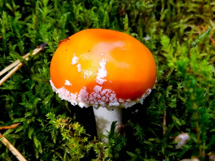 Красный мухомор