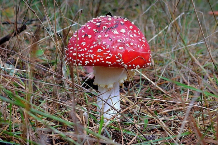 Agaricus muscarius — красный мухомор