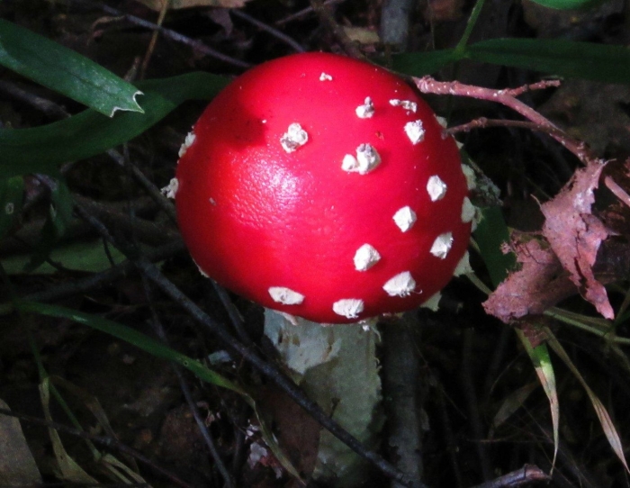 Мухомор фаллоидный